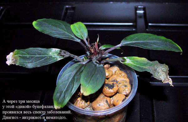 Несмотря на медикаментозное лечение и карантин, данный экземпляр буцефаландры Киши (Bucephalandra kishii) спасти не удалось. Диагноз - антракноз и нематодоз.