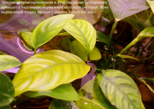 В процессе лечения часто нарушаются процессы поглощения растениями питательных веществ, что приводит к хлорозу. Хлороз у карликового анубиаса (Anubias barteri var. nana).