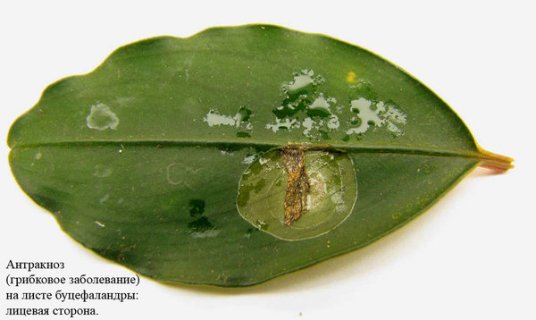 Антракноз на листе буцефаландры (вид с лицевой стороны листа).