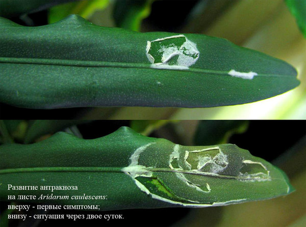 Процесс развития антракноза на листе аридарума стеблеватого (Aridarum caulescens).