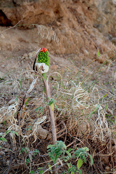 Плод дракункулюса обыкновенного (Dracunculus vulgaris). Найден на обочине дороги в городе Линдос на острове Родос (Греция).