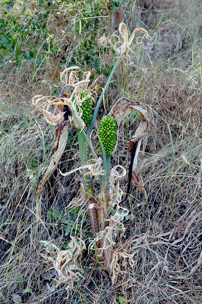 Дракункулюс обыкновенный (Dracunculus vulgaris) на берегу ручья в парке Родини в городе Родос.