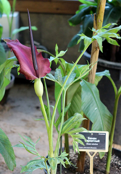 Резные листья и яркое соцветие дракункулюса обыкновенного (Dracunculus vulgaris) напоминают небольшого дракончика. Этикетка "Банан бархатный" относится к другому растению, расположенному на заднем плане.
