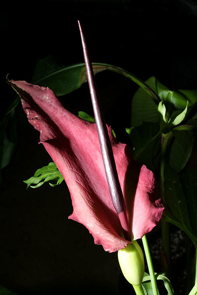 Соцветие дракункулюса обыкновенного (Dracunculus vulgaris) имитирует своим цветом и запахом гнилое мясо.