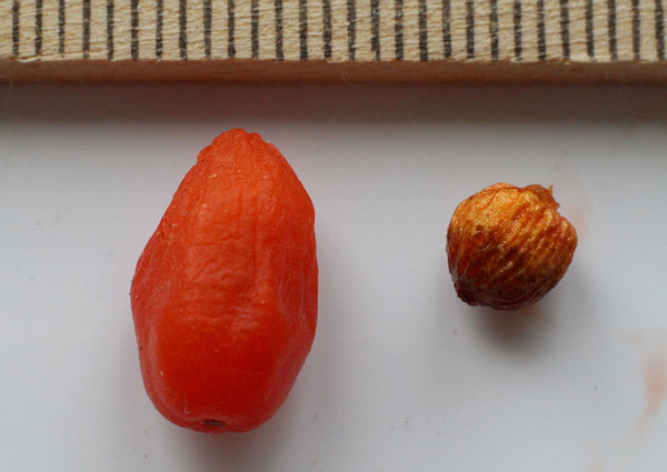Ягода (слева) и семя (справа) дракункулюса обыкновенного (Dracunculus vulgaris).