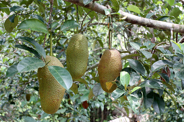 Джекфрут или индийское хлебное дерево (Artocarpus heterophyllus)