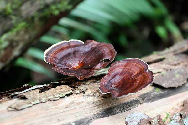 Coltricia sp., Bau, Sarawak, Borneo