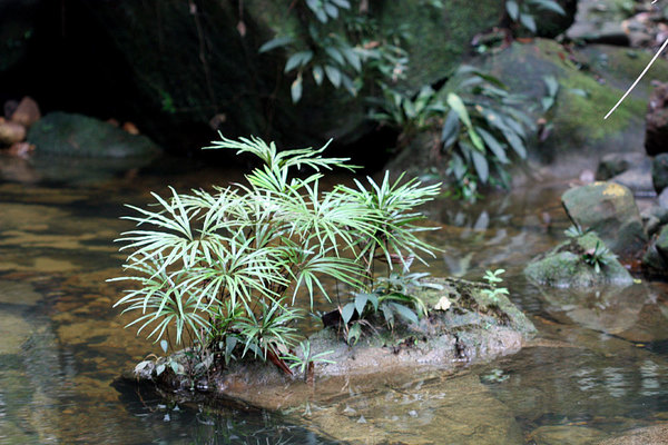 Dipteris lobbi, Bau, Sarawak, Borneo
