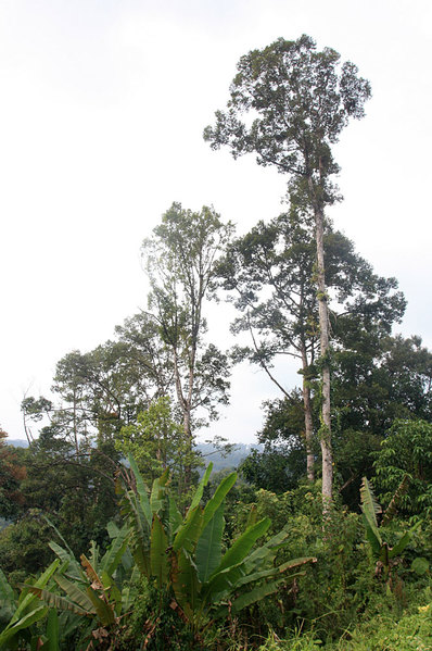 Деревья дуриана (Durio sp.) - одни из самых высоких в тропическом лесу
