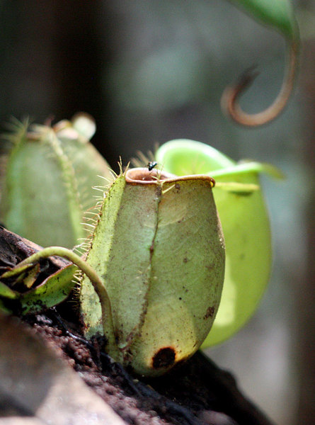 Nepenthes ampullaria, Bau, Sarawak