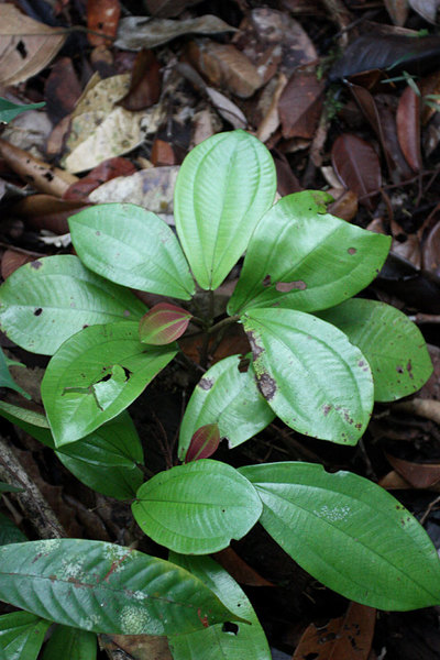 Phyllagathis sp., Bau, Sarawak, Borneo