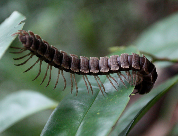 Многоножка (Polydesmus sp.), Bau, Sarawak, Borneo