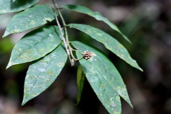Psychotria viridiflora, Bau, Sarawak, Borneo