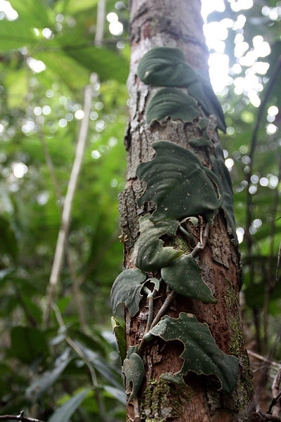 Сциндапсус расписной (Scindapsus pictus), зеленая форма
