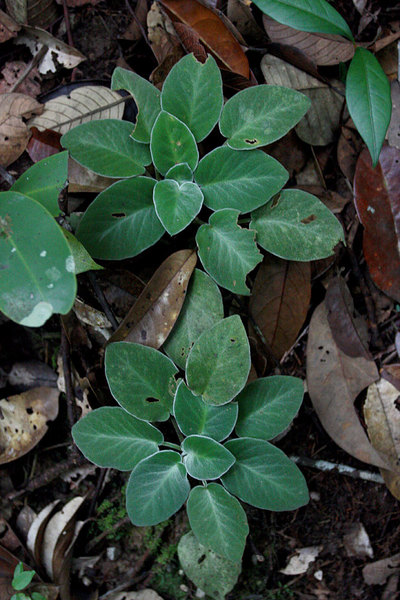 Unknown gesneriad plant, Bau, Sarawak, Borneo