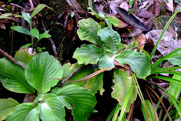 Unknown gesneriad plant, Bau, Sarawak, Borneo
