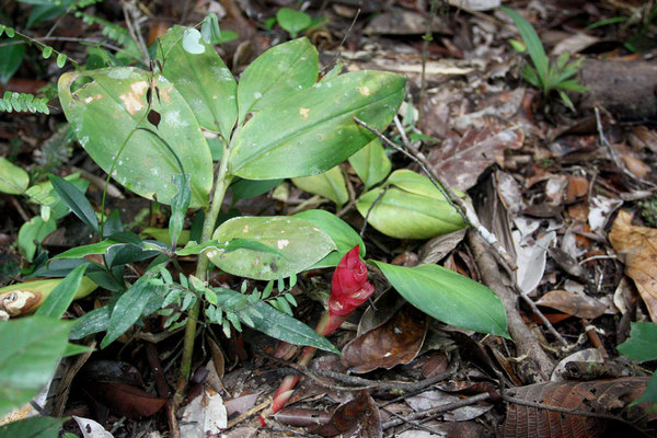 Представитель семейства Имбирные (Zingiberaceae), Bau, Sarawak, Borneo