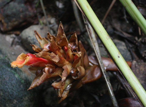 Представитель семейства Имбирные (Zingiberaceae), Bau, Sarawak, Borneo