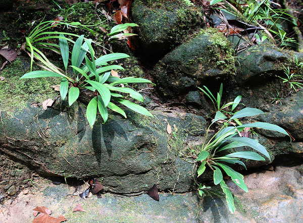 Хомаломена маложильчатая (Homalomena paucinervia), Bau, Sarawak, Borneo