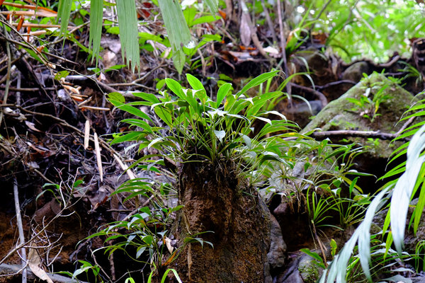 Хомаломена маложильчатая (Homalomena paucinervia), Саравак, Борнео
