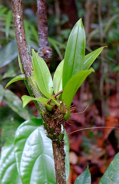 Представитель семейства Орхидные (Orchidaceae), Bau, Sarawak, Borneo