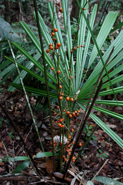 Небольшой представитель семейства Пальмовые (Arecaceae) с плодами