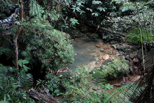 Большая популяция папоротника Dipteris lobbi на камне в горном ручье, Bau, Sarawak, Borneo