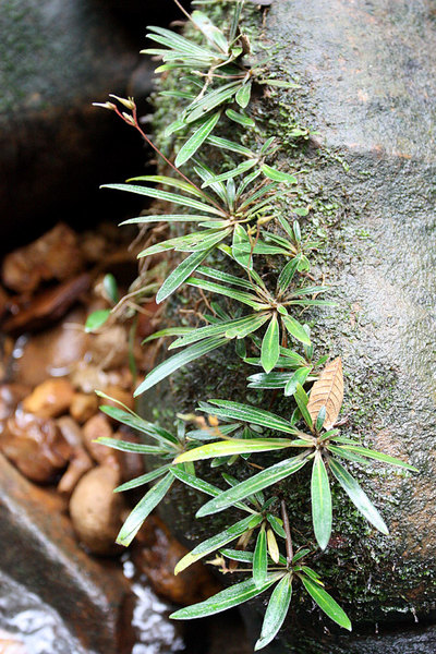 Хенкелия (Henkelia sp.), Bau, Sarawak, Borneo