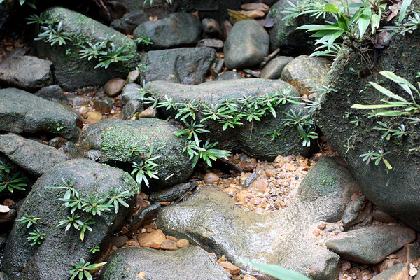 Хенкелия (Henkelia sp.) на камнях в горном ручье, Бау (Bau), Sarawak
