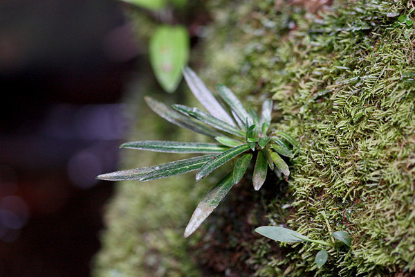 На этой фотографии можно видеть характерную для рода Henkelia опушенность листовых пластин