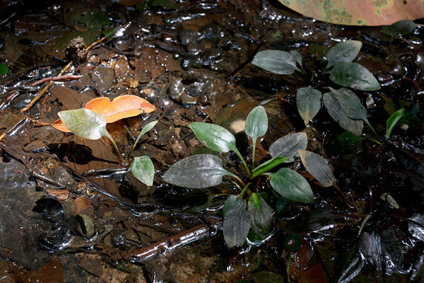 Cryptocoryne ferruginea var. ferruginea, Bau, Sarawak, Borneo