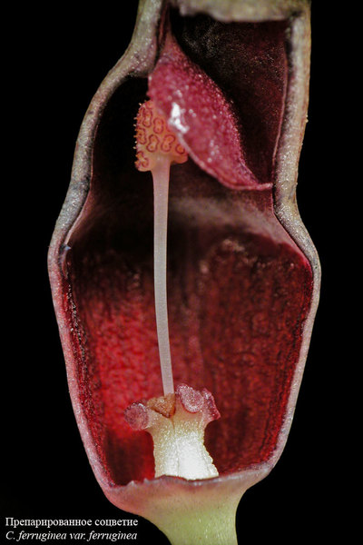 Соцветие Cryptocoryne ferruginea var. ferruginea. Photo by Jan D. Bastmeijer