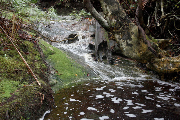 Небольшие заводи с черной водой в Национальном парке Бако являются излюбленным местом обитания петушков Betta ibanorum 