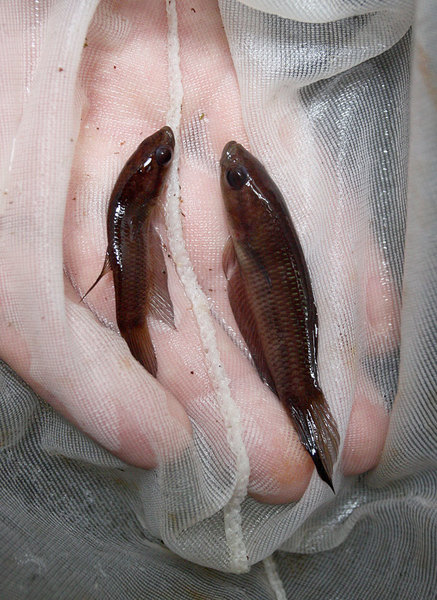 Петушки (Betta ibanorum) - рыбы медлительные. Их удобно ловить обычным сачком