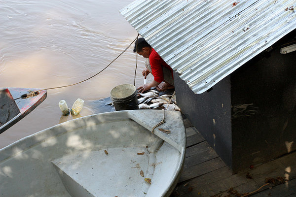 Река Кинабатанган. Промысловая рыба очень похожа на отечественного подлещика.