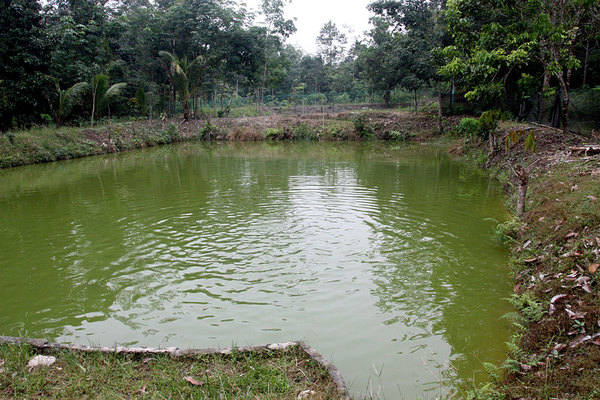 Искусственный пруд для выращивания рыбы, Бау, Саравак, Борнео 