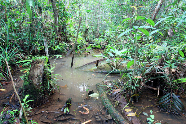 Биотоп криптокорины длиннохвостой (Cryptocoryne longicauda) и микрорасбор (Trigonopoma pauciperforata). Borneo, Sarawak, не доезжая 30 км до Sri Aman по дороге Kuching-Sri Aman