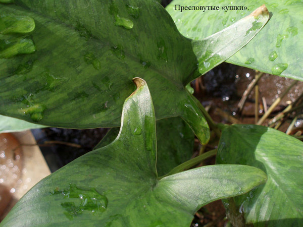 У основания листьев анубиаса Фразера (anubias frazeri) присутствуют небольшие ушки