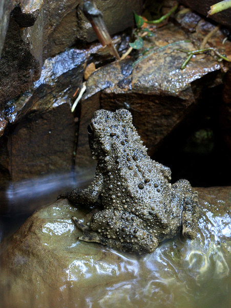 Речная жаба (Bufo asper), Ulu Sarikei, Borneo