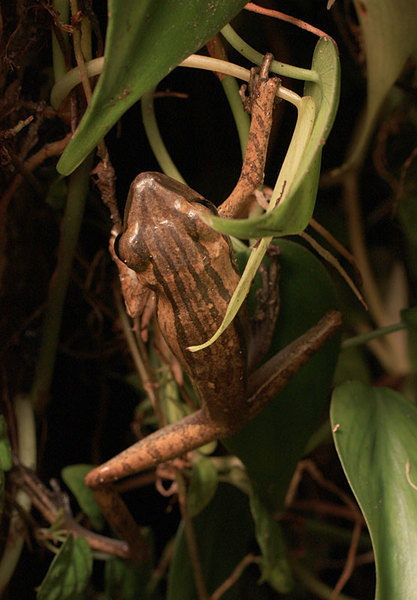 Четырехполосая древесная лягушка (Polypedates leucomystax)