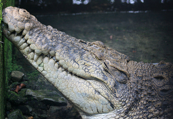 крокодил в вольере центра охраны природы Semenggoh Wildlife Centre, Sarawak, Borneo
