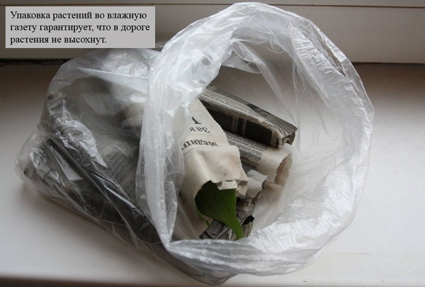 Упакованные во влажную газету растения перед пересылкой следует поместить в полиэтиленовый пакет