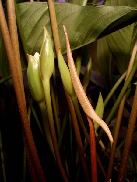 Анубиас Жилле (Anubias gilletii) в палюдариуме. Молодой стреловидный лист хорошо дополняет букет соцветий.