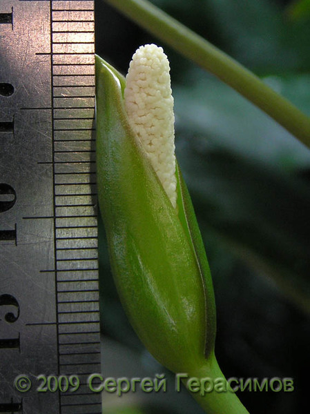 Размер соцветия анубиаса Жилле (Anubias gilletii) обычно не превышает 3.5 см.