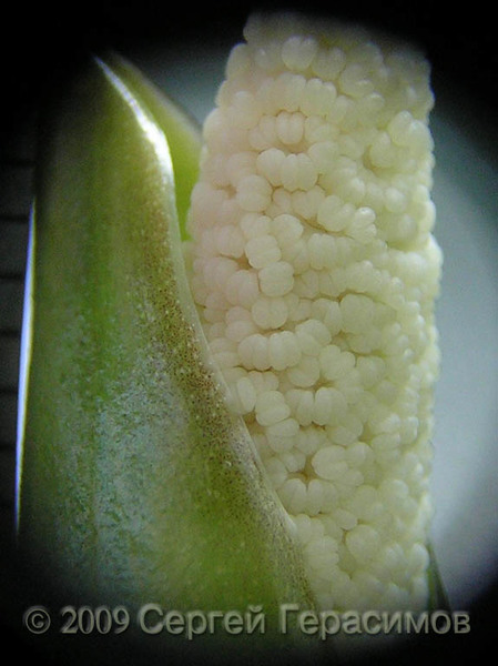 В начальной стадии цветения пыльцевые карманы (теки) у Anubias gilletii расположены близко к друг другу, плотно покрывая весю мужскую часть початка.