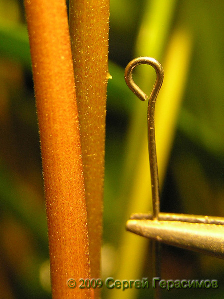 Взрослые экземпляры анубиаса Жилле (Anubias gilletii) имеют на черешках листьев небольшие колючки.