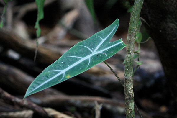 Alocasia longiloba, Gunung Gading NP, Sarawak, Borneo