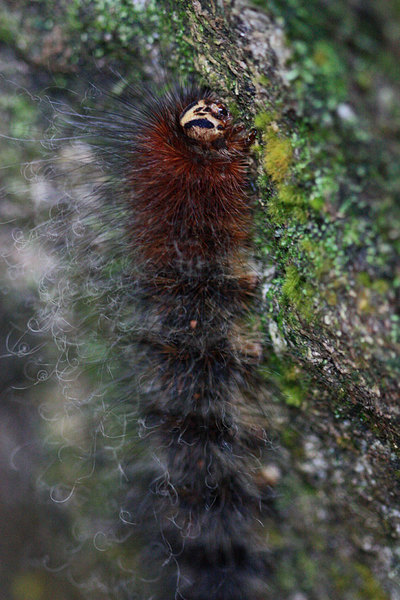 Гусеница (Caterpillar) на камне, Gunung Gading National Park