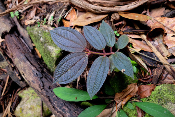 Неизвестный представитель семейства Меластомовые (Melastomataceae), Саравак, Борнео