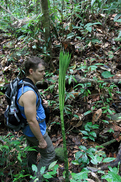 Молодой (не до конца раскрывшийся) лист Amorphophallus hewittii, Sarawak